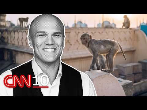How primate 'whisperers' are helping safeguard India's biggest events | August 21, 2026