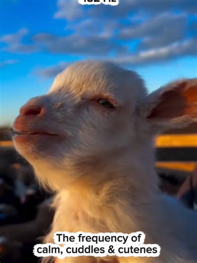 432 Hz — The Frequency of Calm and Cuddles 🐐 432 Hz is associated with deep relaxation and natural harmony, gently guiding the body and mind toward a state of calm, the kind of softness you feel when you are safe, settled and cared for. 🌿 It is often loved for its warm, grounding tone, supporting restful sleep, a slower pace and a feeling of everything falling quietly into place. Like the tenderness that rises in your chest when you see something small and sweet, this frequency invites you to 