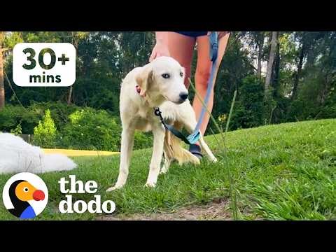 30+ Minutes Of The Most Heartwarming Foster And Adoption Stories We've Ever Seen | The Dodo