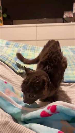 Overtime at the Biscuit Factory: Cute Cat Cuddles and Nose Scratches