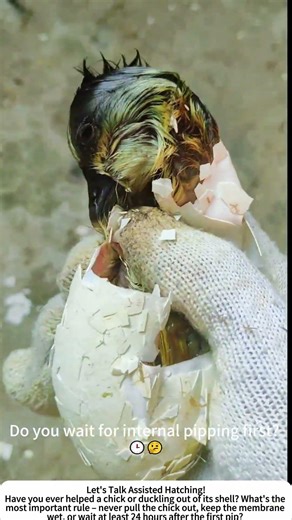 Assisting a Duckling Hatch – Opening the Egg by Hand 🥚🦆