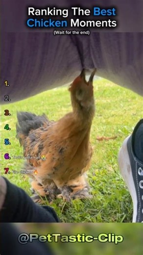Ranking The Best Chicken Moments
