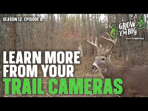 What You Can Learn About Whitetails From Trail Cameras