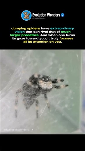 The Tiny Spider With Incredible Vision