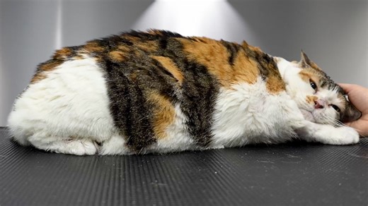 This cat is an absolute UNIT...and she had a lot to say about her bath. | Girl With The Dogs