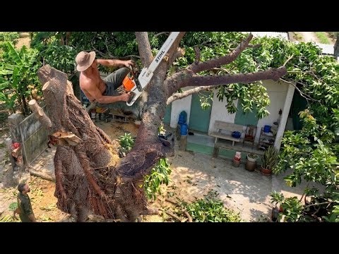 Emergency Roof Tree Removal: Saving My House From Collapse!