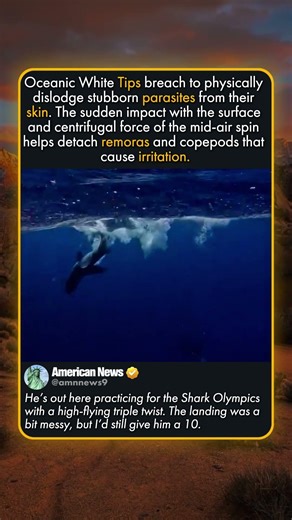 WHY DO SHARKS JUMP OUT