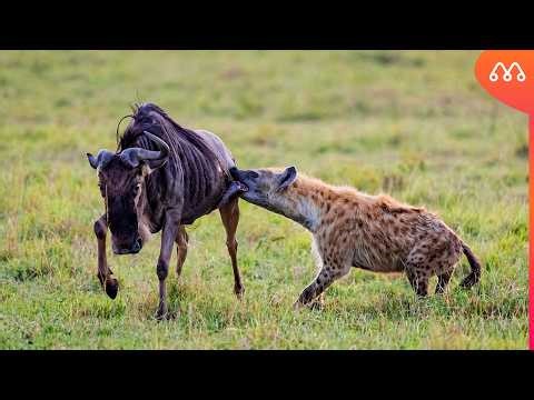 O GNU ATACAOU A MORTE SEM SABER