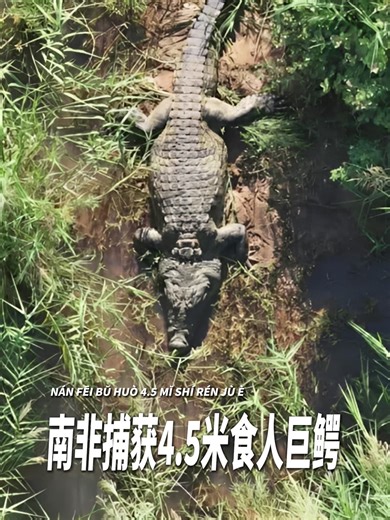 南非捕获4.5米食人巨鳄！腹中发现未消化完人类残骸，另有6双鞋子_腾讯新闻