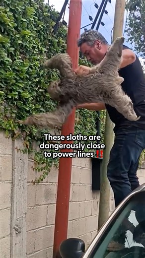 Also: unbearably cute 🥹 Fundación Chuwie shared how they stepped in to save these sloths from a dangerous situation near power lines — and got them to safety in the trees 💚 Follow the tireless sloth rescue efforts of Chuwie el Galan, The Sloth. on Instagram: thedo.do/chuwieelgalan. | The Dodo