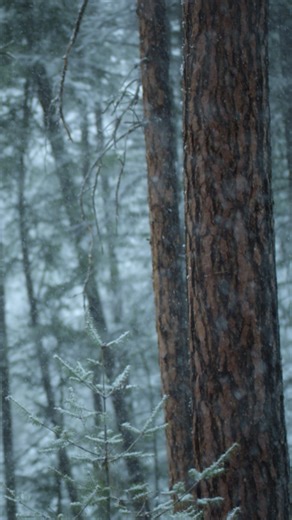Take a moment to enjoy the beauty of winter. #IncredibleAnimalJourneys is now streaming on Disney . | National Geographic