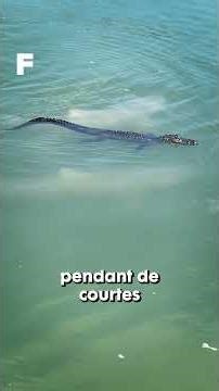 Un alligator entouré de plusieurs requins !