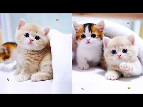 Adorable Kitten Moments 🐾 | Live • Cute& Naughty Part 107