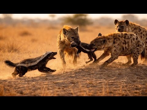 They Took the Baby... Then the Honey Badger Charged 