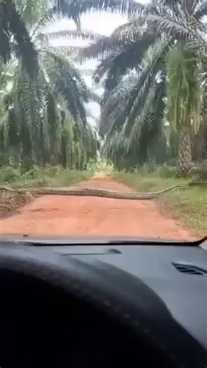 Giant python spotted crossing the road at Okomu Palm Plantation, in Edo State, Nigeria 🇳🇬