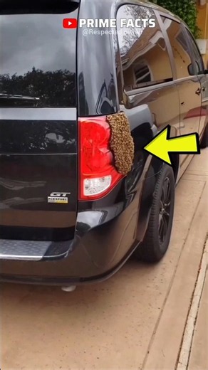 Why Bees Suddenly Leave a Car 🐝🚗