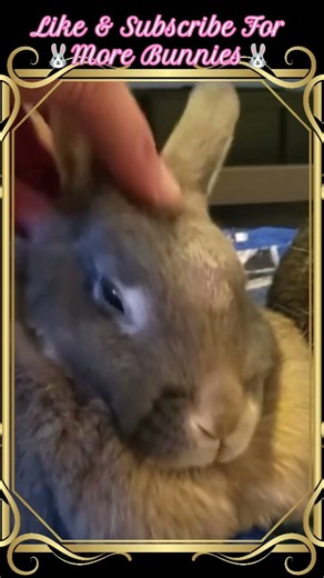 🐰Bunny Massage🐰#rabbit