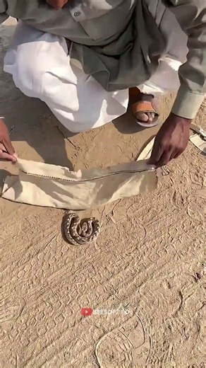 He Saved a Snake From Traffic! 🐍❤️