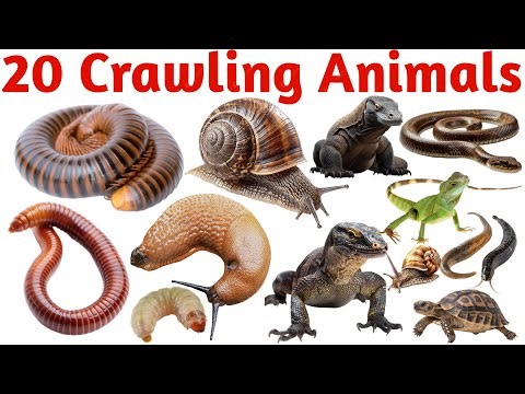 बच्चों के लिए रेंगने वाले जानवर | Learn 20 Crawling Animals Names English Early Learning