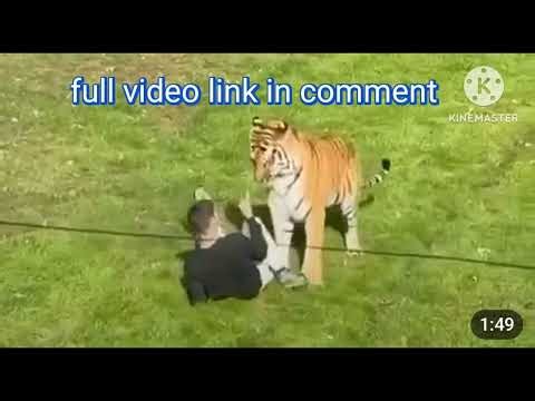 tiger attack yorkshire full video incomment | tiger yorkshire wildlife parkvideo |yorkshire tiger