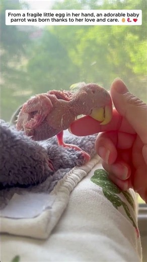 #Shorts #ParrotRescue #BabyParrot #ParrotEgg #EggHatching #AnimalRescue #Heartwarming #Kindness