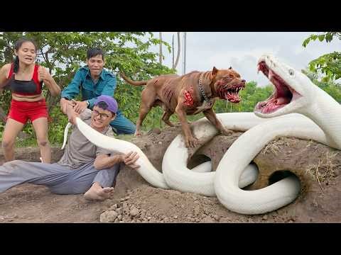 Pitbulls Dog and 4 Brave Hunters Catch Giant White Python with Bare Hand