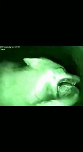 Snake Bursts Into Fox Den – Mother’s Instant Defense