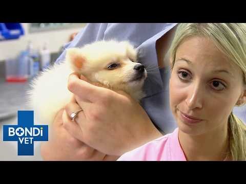 Sick Puppy Needs Urgent Transfusion To Stop His Body Shutting Down | Bondi Vet Season 2 E13 - 15
