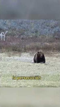 Brown bears are considered hunting targets by wolf packs.#animals #Foryou #Friendship #Us #fyp