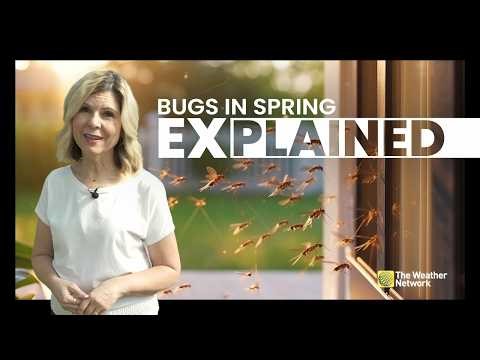 Bugs In Spring: Why They All Seem To Appear At Once | Explained (Episode 14)