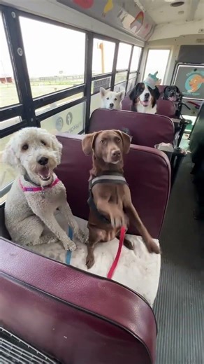 Friday Dog Bus Run + A Special Birthday Surprise! 🚌🐕‍🦺