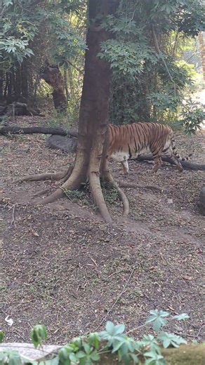 Tiger vibes 🐅King walk 🔥Wild power 💫Silent strength 🐾Nature king 👑