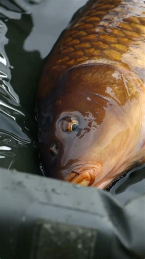 Carp Care Gear Every Angler Should Own 🎣