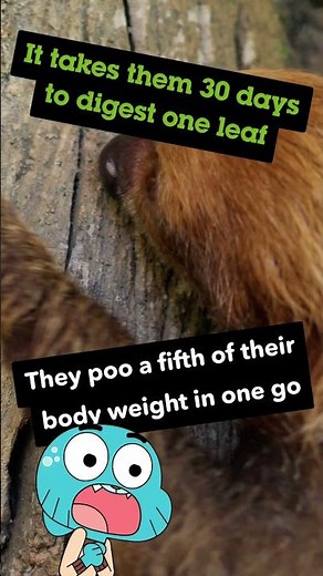 The wonderfully weird sloth! | Cartoon Network Africa