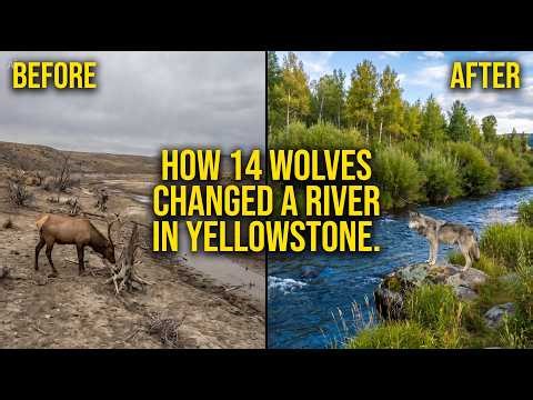 How 14 Wolves Changed a River