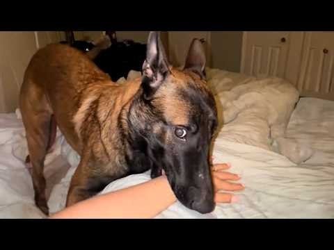 I've Never Regretted Having a Funny Dog at Home🤣😂 Funniest Dogs of 2026