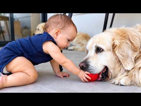 Baby Wants the Ball — But Her Golden Retriever Won’t Let Go!
