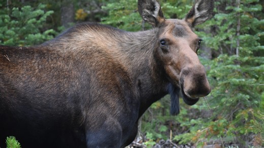 Memorial Day weekend moose attack injures person near Winter Park