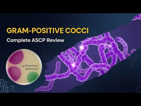 Streptococcus & Enterococcus Identification | ASCP MLS Exam Prep 2026