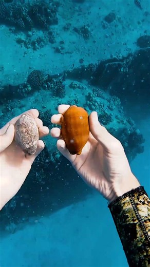 amazing shell found while cleaning the reef