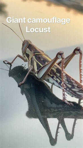 Giant Brown Grasshopper / Locust 😱 Largest Locust/ Grasshopper