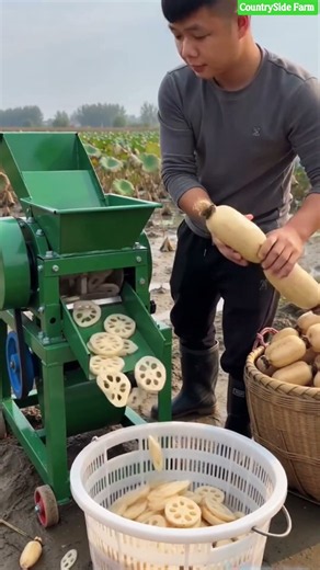 🪷⚙️ Motorized Lotus Root Slicer Machine Field Prep