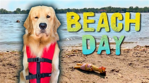 Golden Retriever’s Beach Day Reaction | Tucker Loves the Water