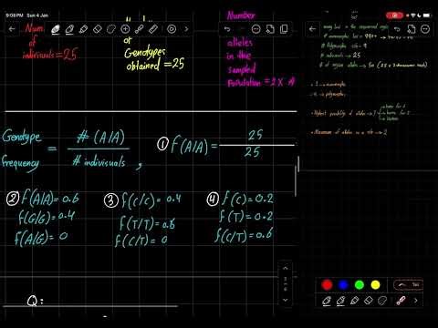 485 genome course the allele and genotype frequency an example explanation