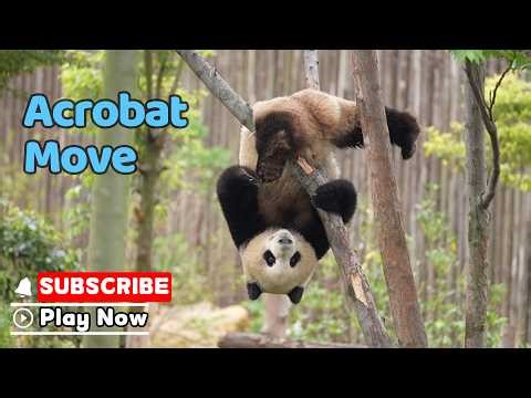 Core Training, Or Simply Stuck? | iPanda