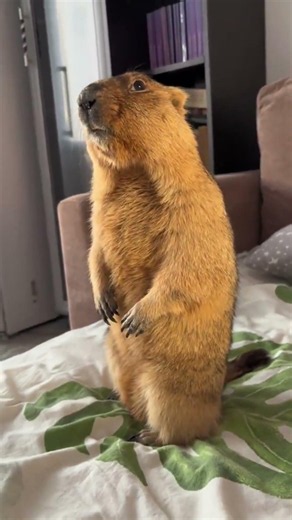 Cute Squirrel Becomes Her Night Security Guard 🐿️❤️