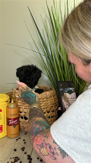 Meet Espresso Bean Nunez🥹aka frijolito🖤 #newbaby #dogmom #mamacookie #MomsofTikTok #morkie