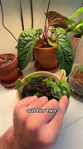 Something happened to my plant...