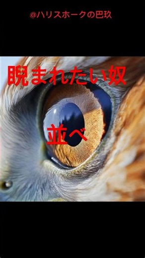 最後にガン飛ばされます。その眼光は、何を捉える。深淵を見つめるハリスホーク巴玖(HAKU) #ハリスホーク #猛禽類#shorts