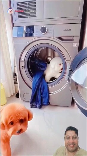 😂The Bichon Was Having Fun... Until He Saw the Mirror 😭#shorts #funnydogs #petcomedy #puppy #pets